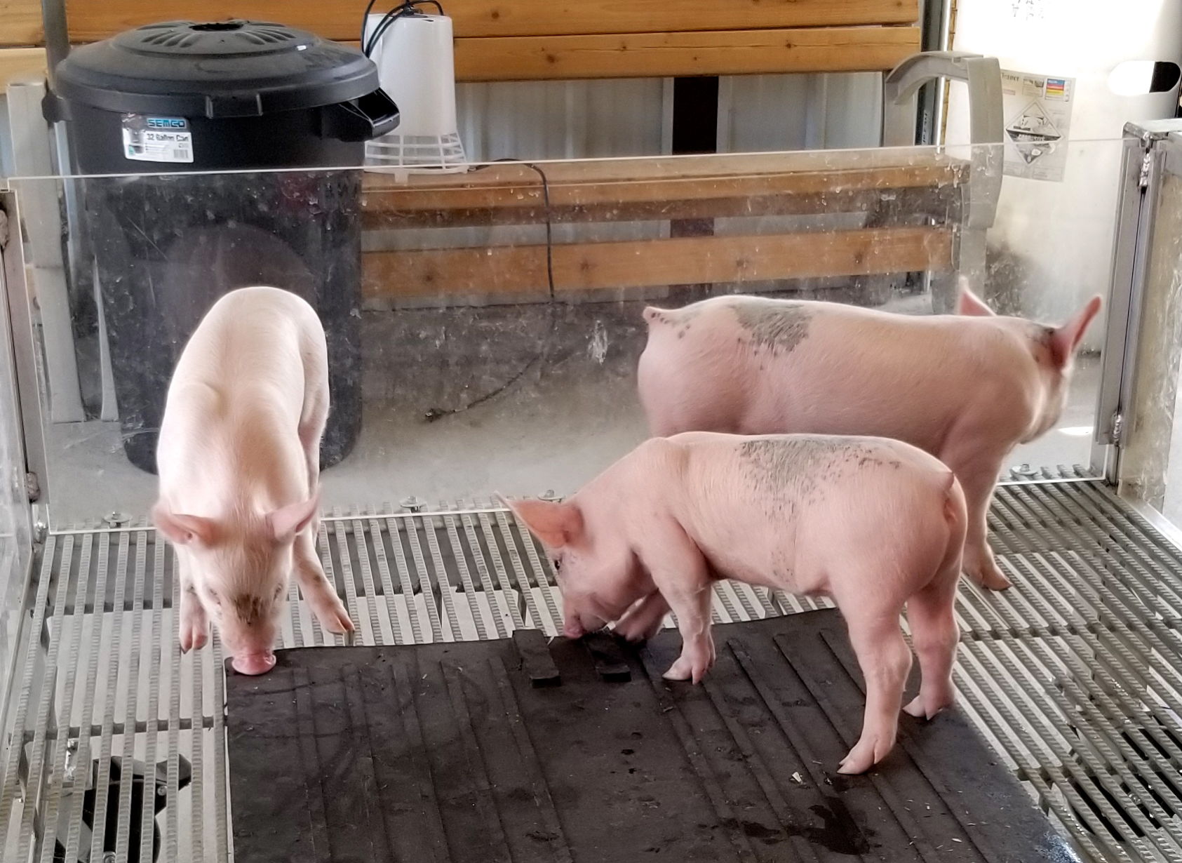 Three little pigs